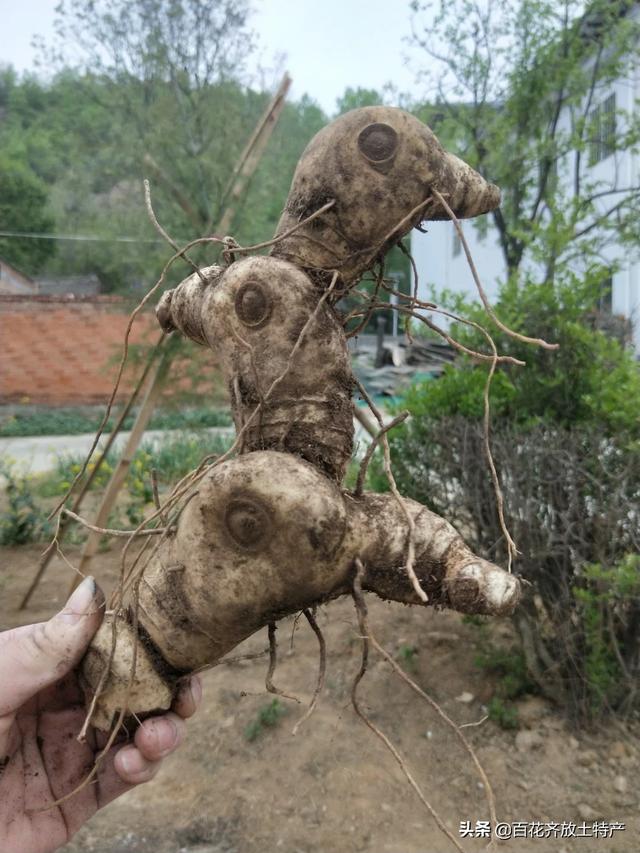 黄精为百合科植物,黄精品种有三大类,分别是姜行黄精,鸡头黄精和大