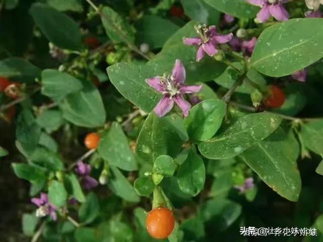 枸杞树上有螨虫打什么农药好:枸杞叶子凹凸不平，还打卷怎么回事呀？
