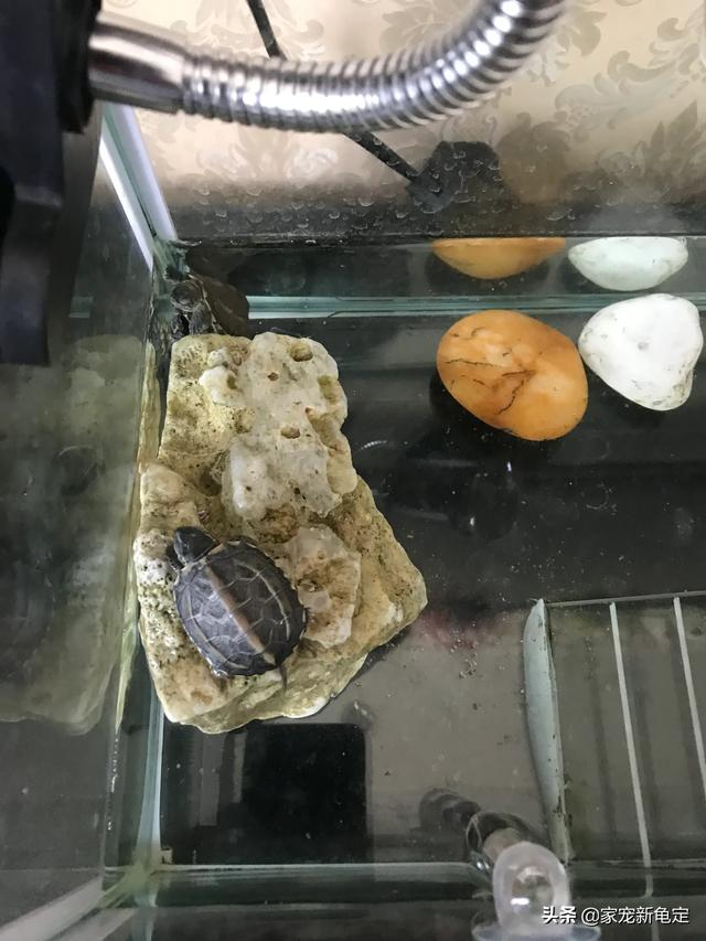 水龟草:中华花龟和中华草龟，谁更值得养？