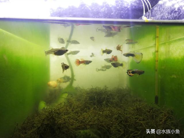 凤尾鱼的养殖方法装修:孔雀鱼怎么饲养，不用气泵可以养孔雀鱼吗？