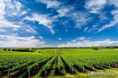 头条问答 世界上的农业大国和农业强国分别是谁 3个回答