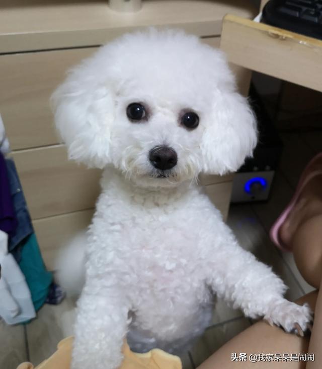 比熊狗粮对泪痕好:2个月的比熊吃什么狗粮好？