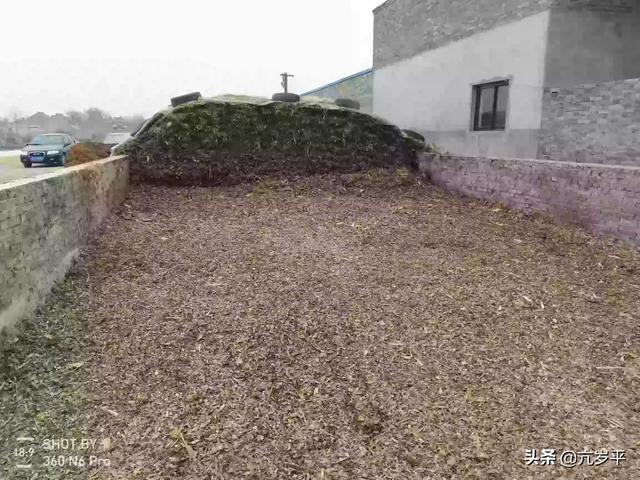 养羊种植什么牧草好:请问大家青储牧草养羊怎么样？