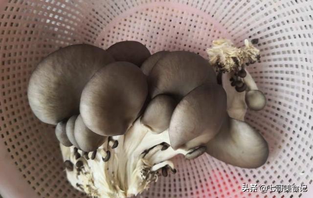白蘑菇发黑了还能吃吗，平菇在冰箱放两天长了白毛，还可以吃吗