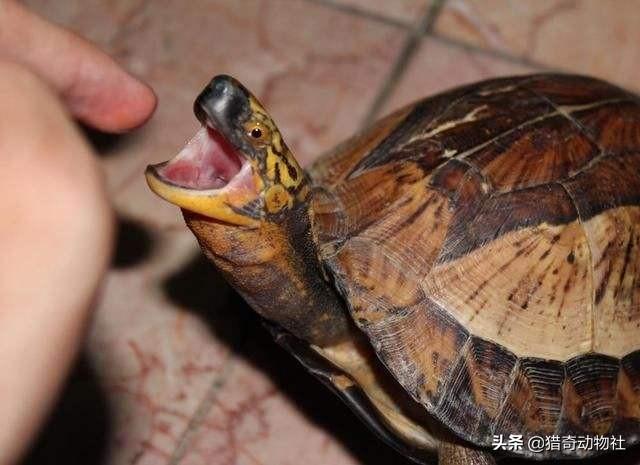 鹿龟补肾片，不小心被乌龟咬到了，它会越咬越紧，打死不松口，怎么办
