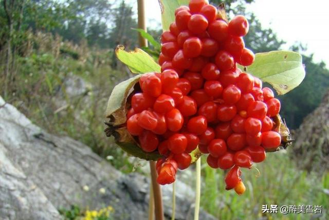重楼怎么种植(重楼怎么种植才好)