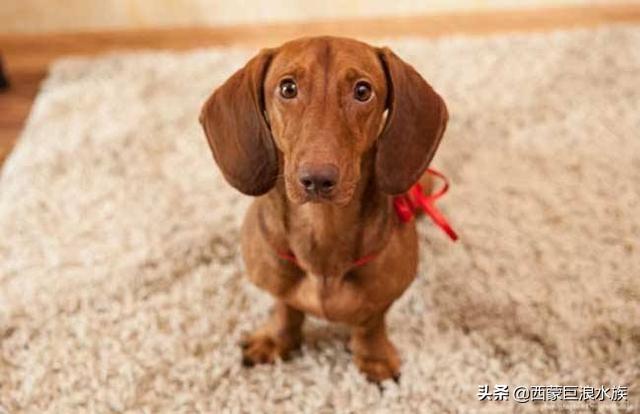 什么中小型犬好养:什么狗既温顺又聪明还要体型小(好养，不娇气）？