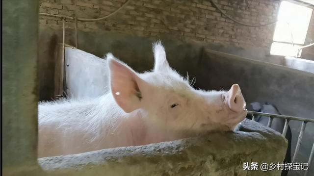 唐山小香猪养殖场:是什么原因让你进入养殖业的？
