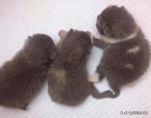 小花猫喵喵叫:人靠近或看向猫时，猫的叫声是什么意思？