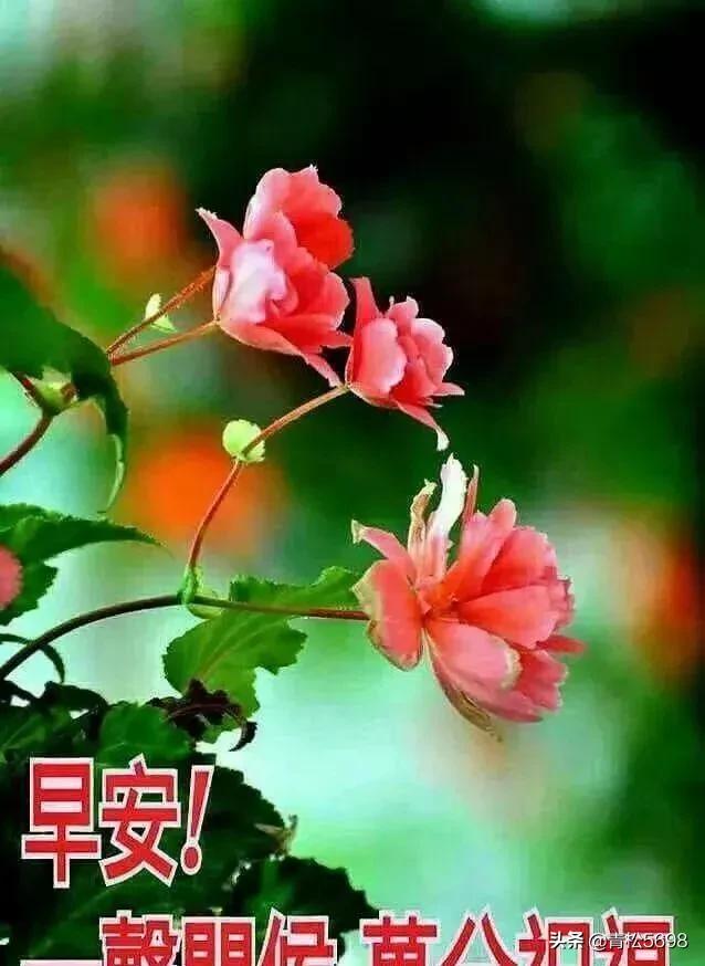 简单快乐的心态句子情美美哒说说:有什么关于早安晚安的句子？