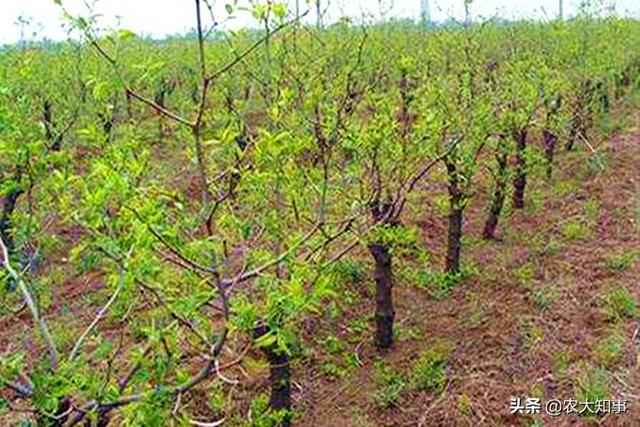 小酸枣竟然成了致富好项目，农村山上的野生酸枣树有啥用处