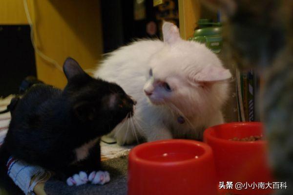 短毛波斯猫一天喂几次:美短小猫可以长期吃蛋黄吗？