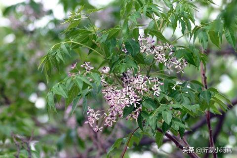 头条问答 - 院里能种一棵恋子树吗?(8个回答)