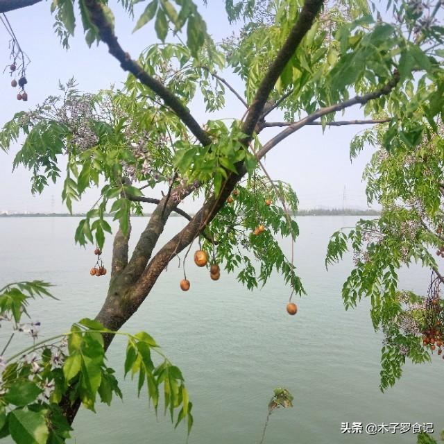 哪里有种植苦莲子树的