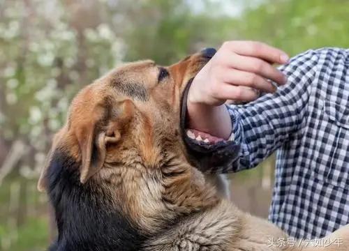 藏獒咬死主人:走路上被恶狗袭击，打狗头可以自救吗它的弱点在哪里