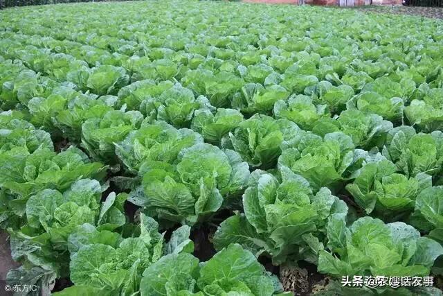 大白菜的需肥有哪些特点 如何对大白菜进行配方施肥 农嫂话农事的回答 头条问答