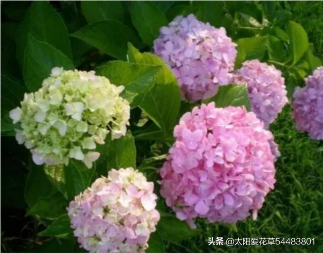 绣球花适合晒太阳吗？