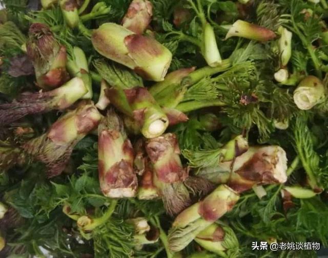 木天蓼子图片:农村树上的野菜“刺老芽”，有什么作用？