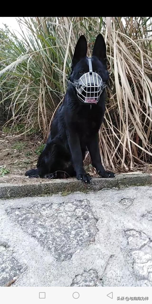 德牧是最好的护卫犬:德国牧羊犬的战斗力怎么样？