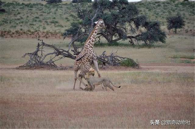 地球上最难驯服的生物排名:人变成多大体型能轻易驯服像狮子老虎熊狼这样的野兽？