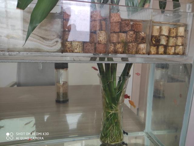 虾缸苹果螺爆缸怎么处理:虾缸苹果螺爆缸 鱼缸过滤器材长绿苔了怎么处理？