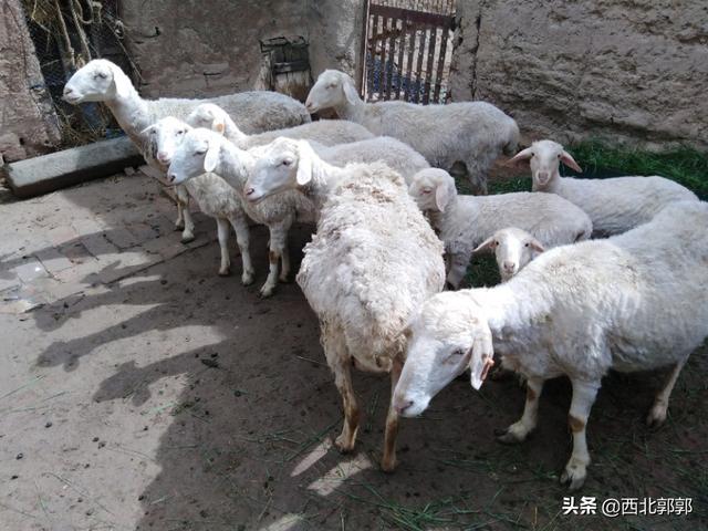 羊能吃动物性饲料么:羊可以全部吃饲料吗 出生半个月的羔羊能吃育肥饲料吗？