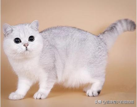 布偶和美国卷耳猫配:第一次养猫，哪种猫比较合适？