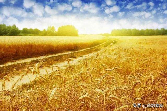 描写麦子成熟、收获的诗句有哪些？诗人参加劳动吗？