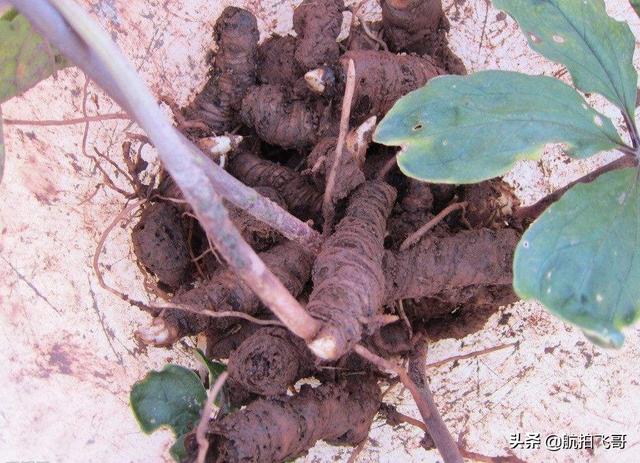 四季海棠茎腐病怎么治:又到了重楼茎基腐病的高发期了？您做好防治准备了吗？
