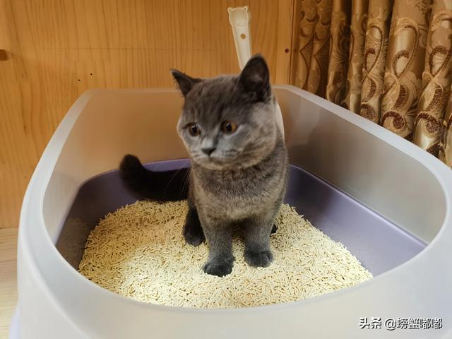 幼猫猫粮什么价:3个月大的英短幼猫吃什么猫粮好呢？