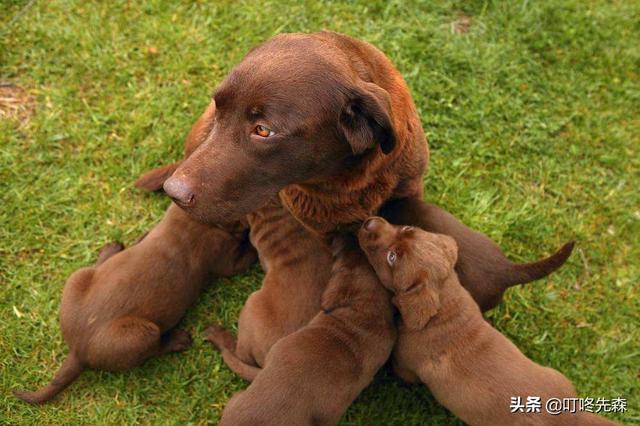 孕妇补钙过量后果:怀孕的狗钙过量会影响幼犬吗？