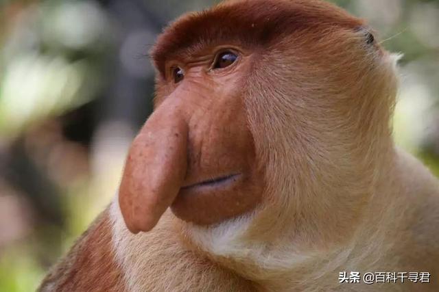 雀尾螳螂虾:雀尾螳螂虾捕食大鱼吗？为什么？