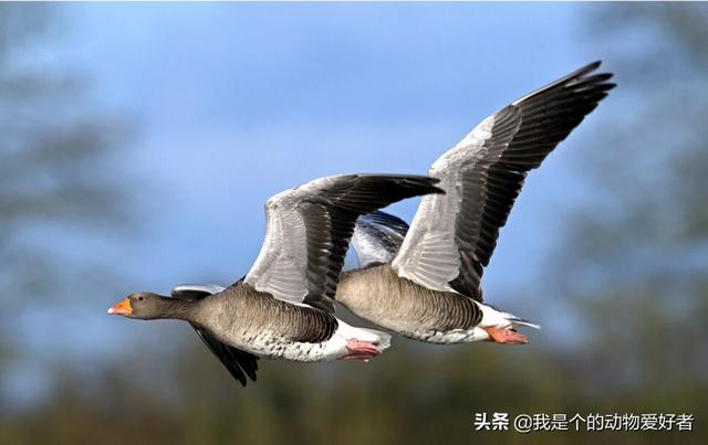 虎皮鹦鹉生殖构造:虎皮鹦鹉是一夫一妻吗？繁殖后可以拆散和别的鸟再交配繁殖吗？