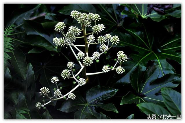 紫色八爪金盘:不同颜色的机械硬盘有什么区别呢？