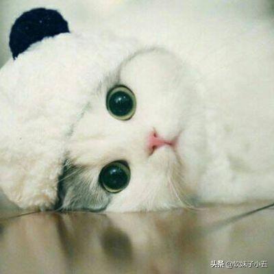 宠物猫的种类及价格表:大佬们，我想养只猫预算在一两千有没有推荐的品种啊？