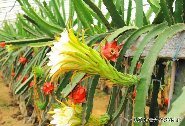什么动物吃仙人掌:什么动物吃仙人掌的 除了仙人掌，还有什么植物没有叶子，会结果实可以吃的。求解？