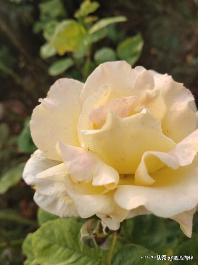 最香的几款月季品种是什么？插图56