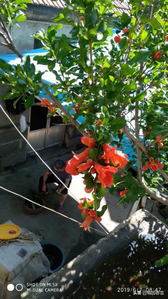 放在家里最旺财的十种花,院子里栽什么颜色的花好？