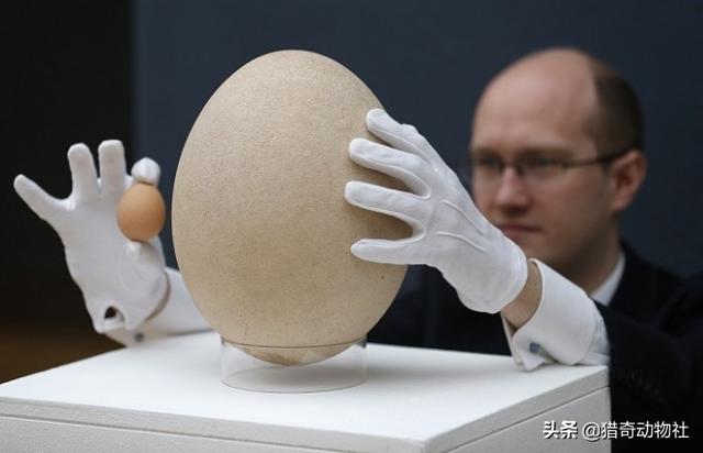 红颊蓝饰雀的蛋:鸟蛋为什么多是一头大一头小的椭球，为什么不是圆球或椭球？