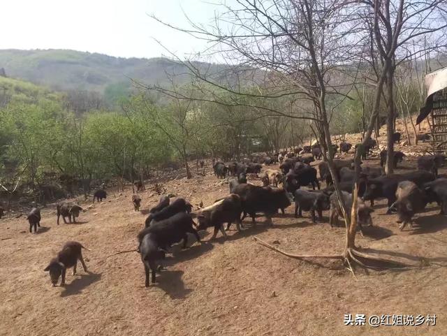 巴马香猪散放养视频:2019年养殖香猪赚钱吗？香猪养殖前景如何？