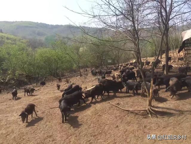 烤乳猪嘴里为什么要塞苹果，在农村放养猪可行吗为什么