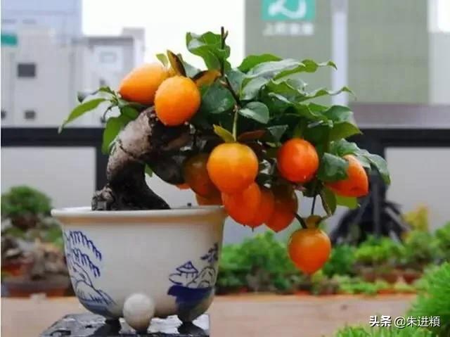 嫂子讨厌小姑子怎么办？