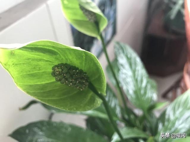 祖母绿的寓意,木佐祖母绿跟普通的祖母绿有什么区别？