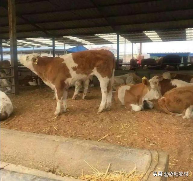 沙皮犬 奶牛场小公牛:买牛可分期付款，免费运输，真的吗？ 沙皮犬的体重和性格