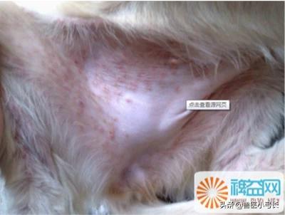 狗的寄生虫病的症状:狗身上长寄生虫，该怎样防治呢？
