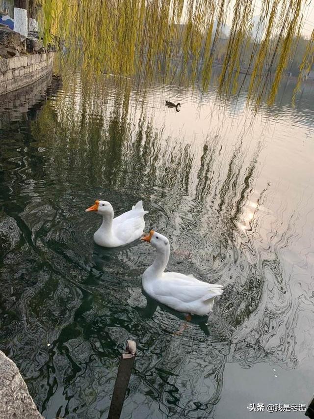 孵化鸭子几天后可以喷水？