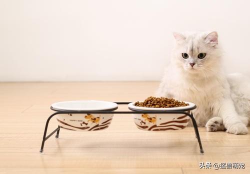 猫咪放屁拉稀带血:宠物猫拉稀怎样处理，宠物猫拉肚子怎么处理好？