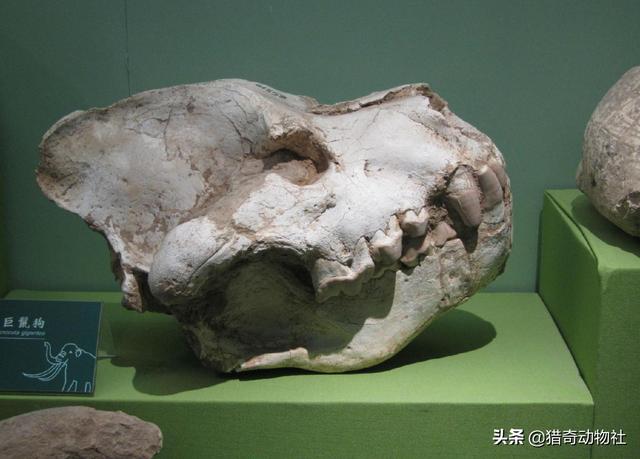 东北虎的资料卡片:东北虎可以打败史前的巨鬣狗吗？