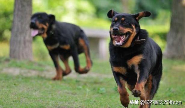 罗威纳犬图片:罗威纳适合家养吗？如何把它训练成不乱咬人的狗？ 罗威纳犬图片 幼犬