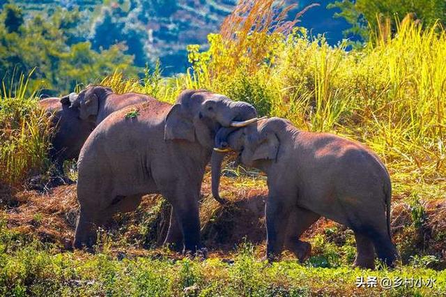 中国人为保护象群有多努力?最近北上的大象会不会来到河南，回到古时的故乡？